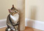 How to train a cat to use a scratching post