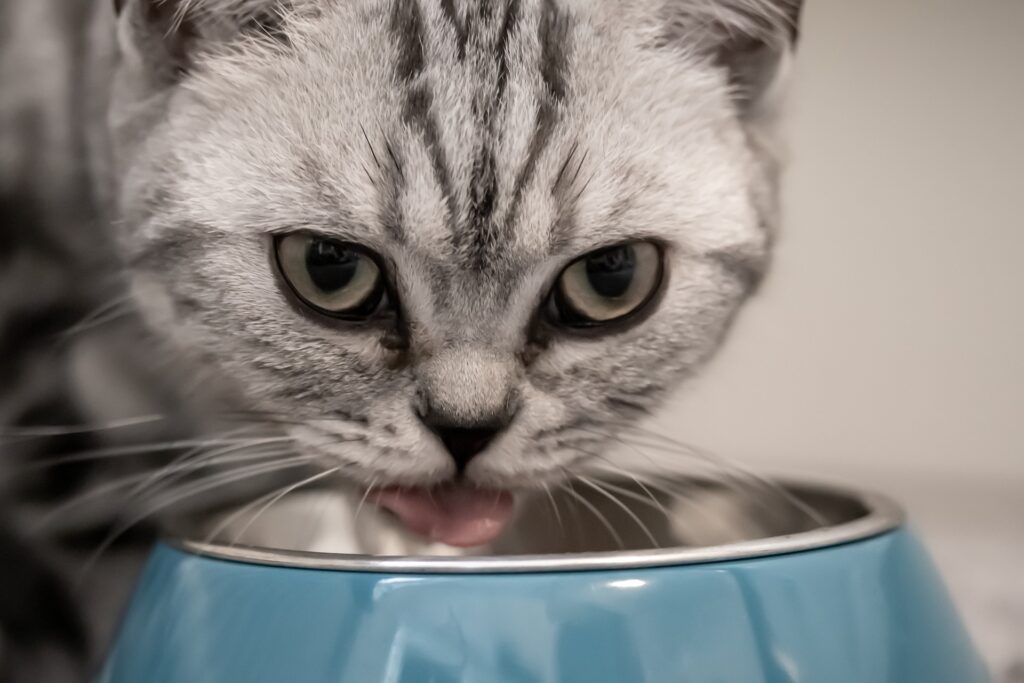 are-cats-allowed-to-eat-yogurt-pictures-and-information-cat-breeds